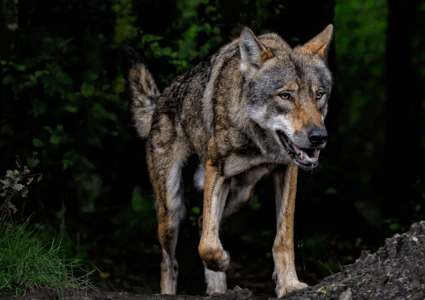wolf-8207938_1280